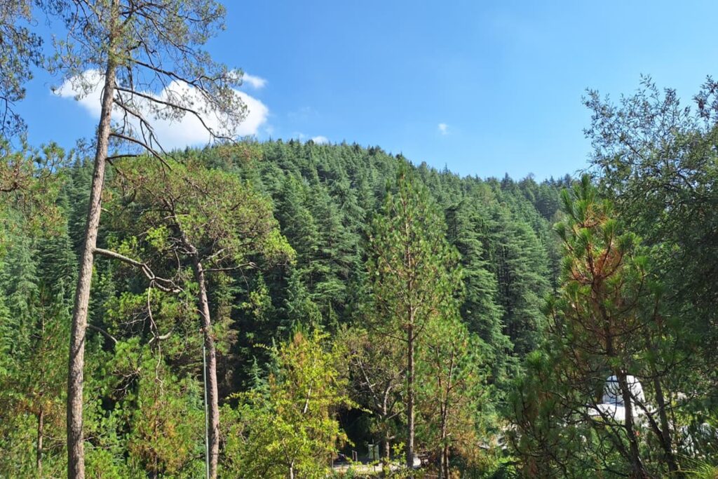 devdaar forest